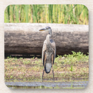 Great Blue Heron stehend in Lake Champlain Getränkeuntersetzer