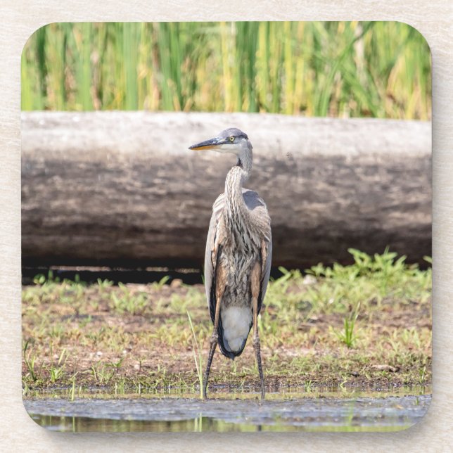 Great Blue Heron stehend in Lake Champlain Getränkeuntersetzer (Vorderseite)