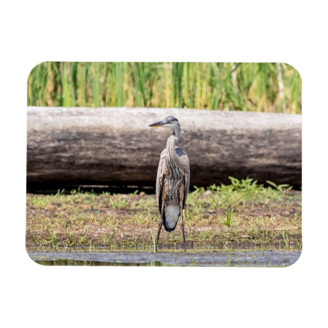 Great Blue Heron stehend in Lake Champlain Magnet (Horizontal)