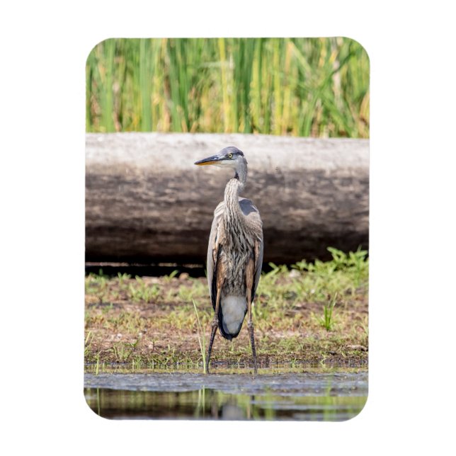 Great Blue Heron stehend in Lake Champlain Magnet (Vertikal)