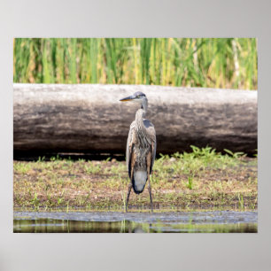 Great Blue Heron stehend in Lake Champlain Poster