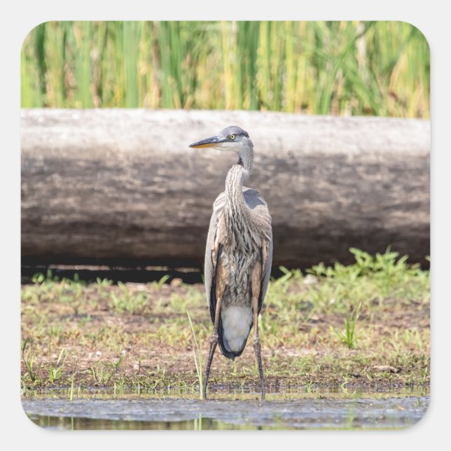 Great Blue Heron stehend in Lake Champlain Quadratischer Aufkleber (Vorderseite)