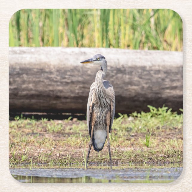 Great Blue Heron stehend in Lake Champlain Rechteckiger Pappuntersetzer (Vorderseite)