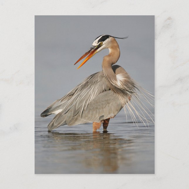 Great Blue Heron Twisted Postcard Postkarte (Vorderseite)