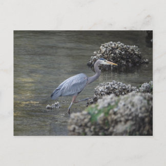 Great Blue Heron unterwegs Postkarte