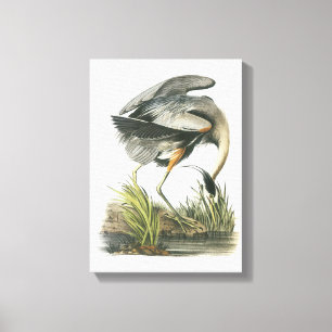 Great Blue Heron von Audubon Leinwanddruck