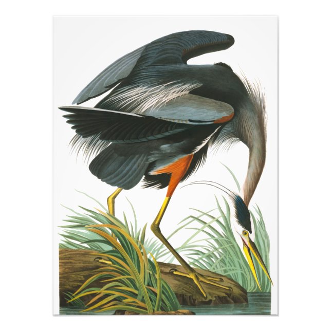 Great Blue Heron von John James Audubon Fotodruck (Vorne)