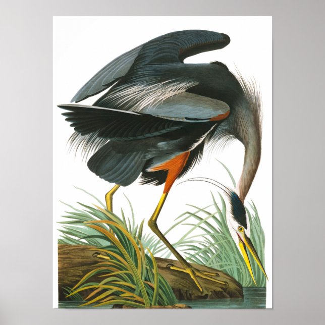 Great Blue Heron von John James Audubon Poster (Vorne)