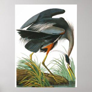 Great Blue Heron von John James Audubon Poster