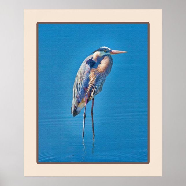Great Blue Heron Wading am Teich Poster (Vorne)