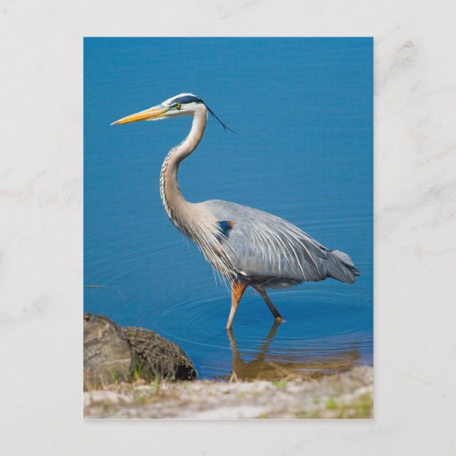 Great Blue Heron Wading Postcard Postkarte (Vorderseite)
