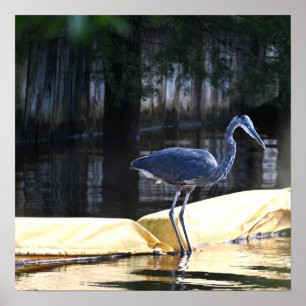 Great Blue Heron Warten Poster