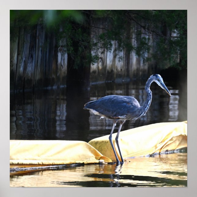 Great Blue Heron Warten Poster (Vorne)