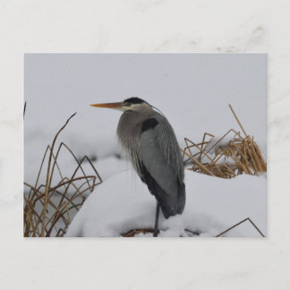 Great Blue Heron Winter Postkarte