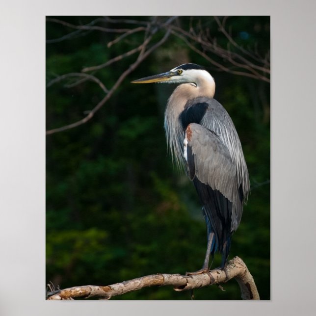 Great Blue Hery Wall Art Poster (Vorne)