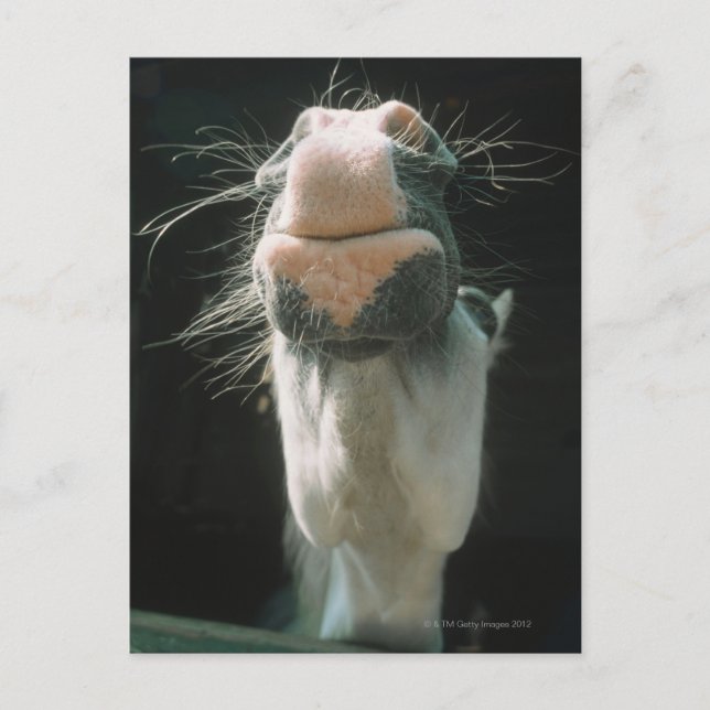Great Britian Postkarte (Vorderseite)
