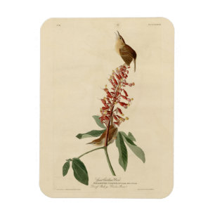 Great Carolina Wren - Audubons Vögel in Amerika Magnet