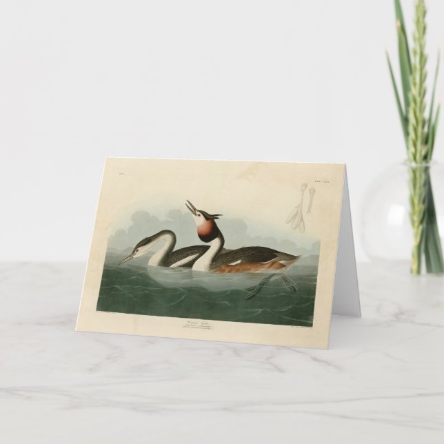 Great Crested Grebe - Audubons Vögel in Amerika Karte (Vorderseite)