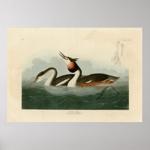 Great Crested Grebe - Audubons Vögel in Amerika Poster