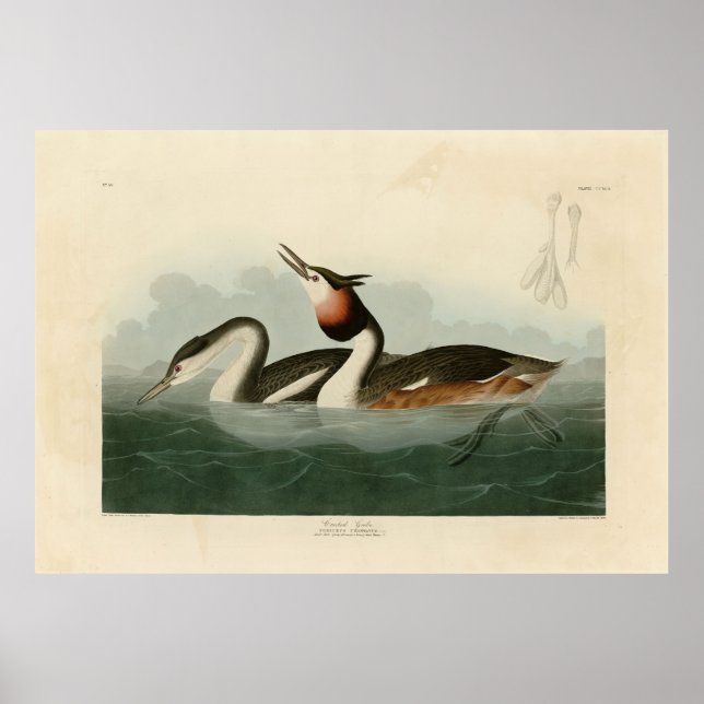 Great Crested Grebe - Audubons Vögel in Amerika Poster (Vorne)