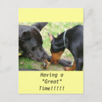 Great Dane and Doberman Post Card
