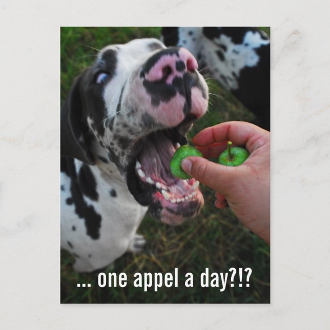 Great Dane Arzt  Postkarte (Vorderseite)