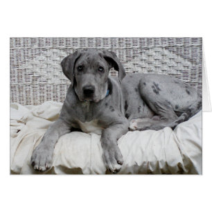 Great Dane Baby Boy "Hero"