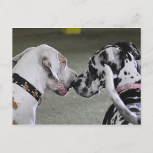 Great Dane Best Friends Postkarte
