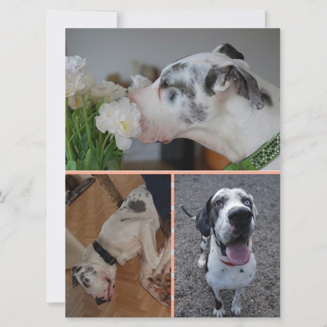 Great Dane Birthday Invitation with 3 Photos Einladung (Rückseite)
