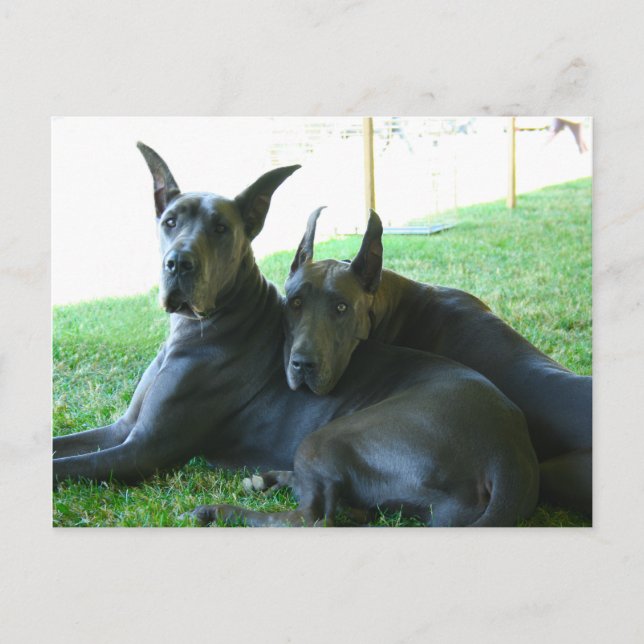 Great Dane Buddies Postkarte (Vorderseite)