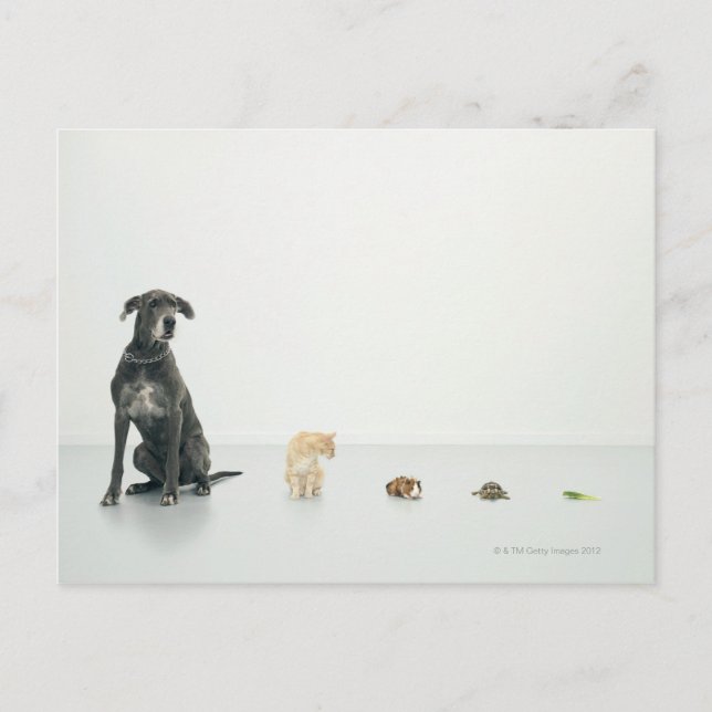 Great Dane, Cat, Guinea Schwein, Schildkröte und S Postkarte (Vorderseite)