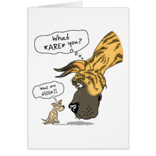 Great Dane & Chihuahua Brindle