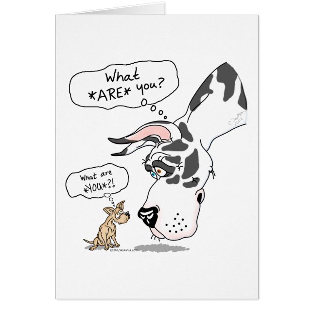 Great Dane & Chihuahua Harlequin (Vorne)