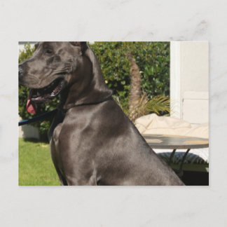 Great Dane Dog Postcard Postkarte