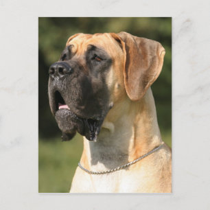 Great Dane - fade / Deutsche Dogge - gelb Postkarte
