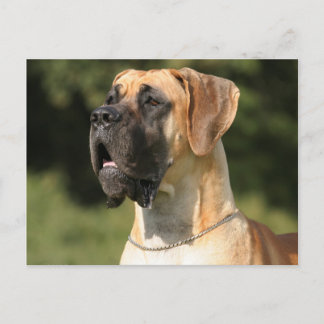Great Dane - fade / Deutsche Dogge - gelb Postkarte