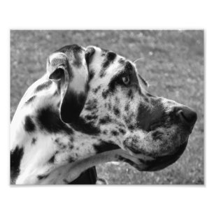 GREAT DANE FOTODRUCK