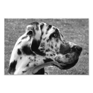 GREAT DANE FOTODRUCK