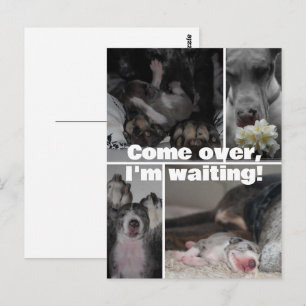 Great Dane Fotografie  Postkarte