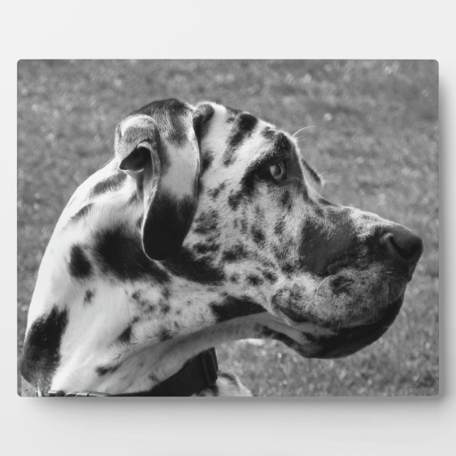 GREAT DANE FOTOPLATTE (Vorderseite)