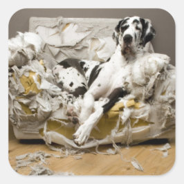Great Dane gekaut Sofa Pet Sitter Dog Walker Quadratischer Aufkleber