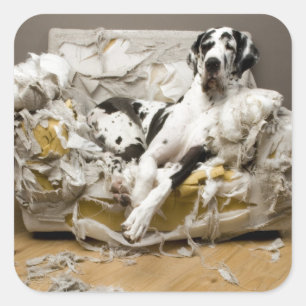 Great Dane gekaut Sofa Pet Sitter Dog Walker Quadratischer Aufkleber