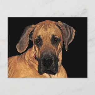 Great Dane Gentle Giant Postcard Postkarte