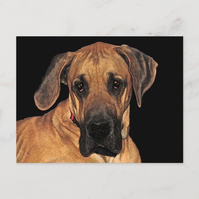Great Dane Gentle Giant Postcard Postkarte (Vorderseite)
