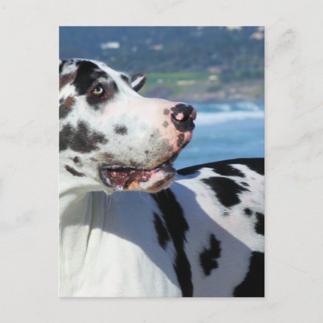 Great Dane - Harlequin - Bogey Postkarte (Vorderseite)