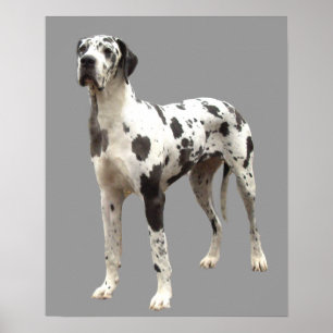 Great Dane Harlequin Print Poster