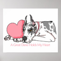 Great Dane Holds Heart Harlequin