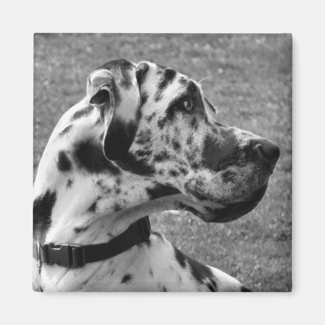 GREAT DANE MAGNET (Vorne)