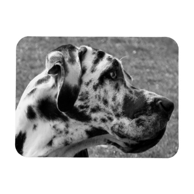 GREAT DANE MAGNET (Horizontal)