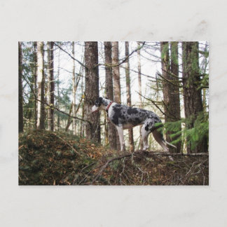 Great Dane Marlie in Woods Postcard Postkarte